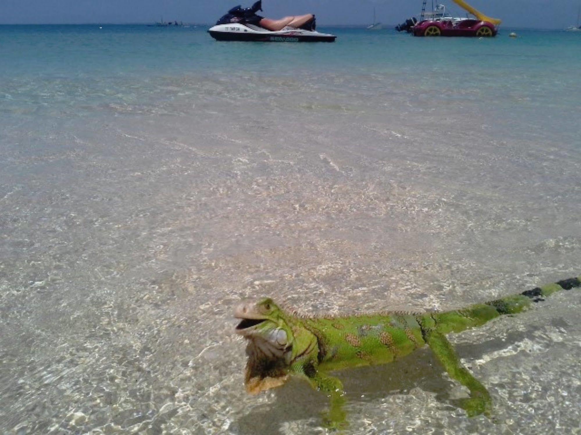 Love Hotel Hotel Saint Martin